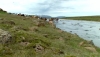 Stock Footage of Highlands icelandic horses crossing river riders start